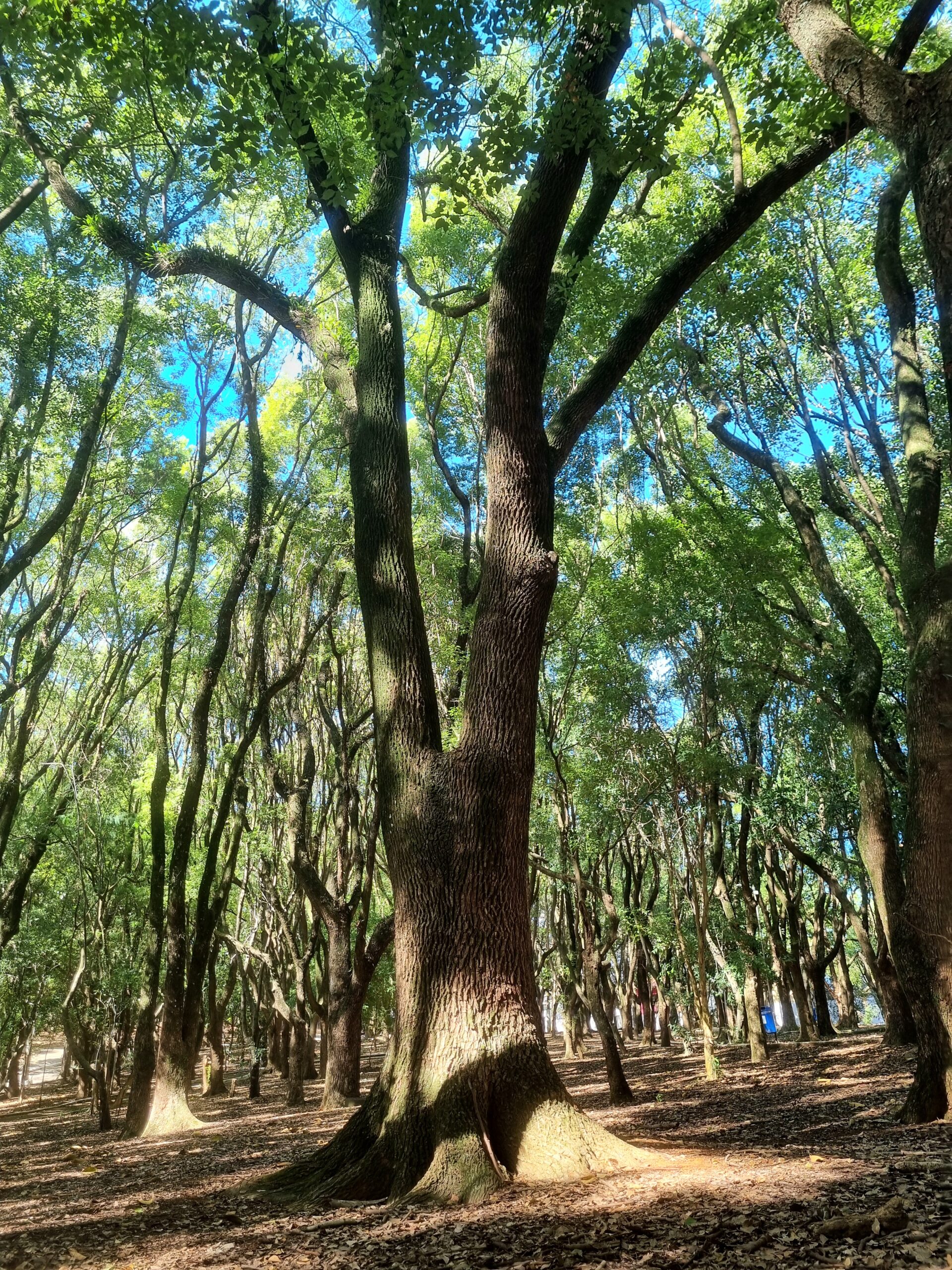 Figueira de grande porte em uma área arborizada do parque.